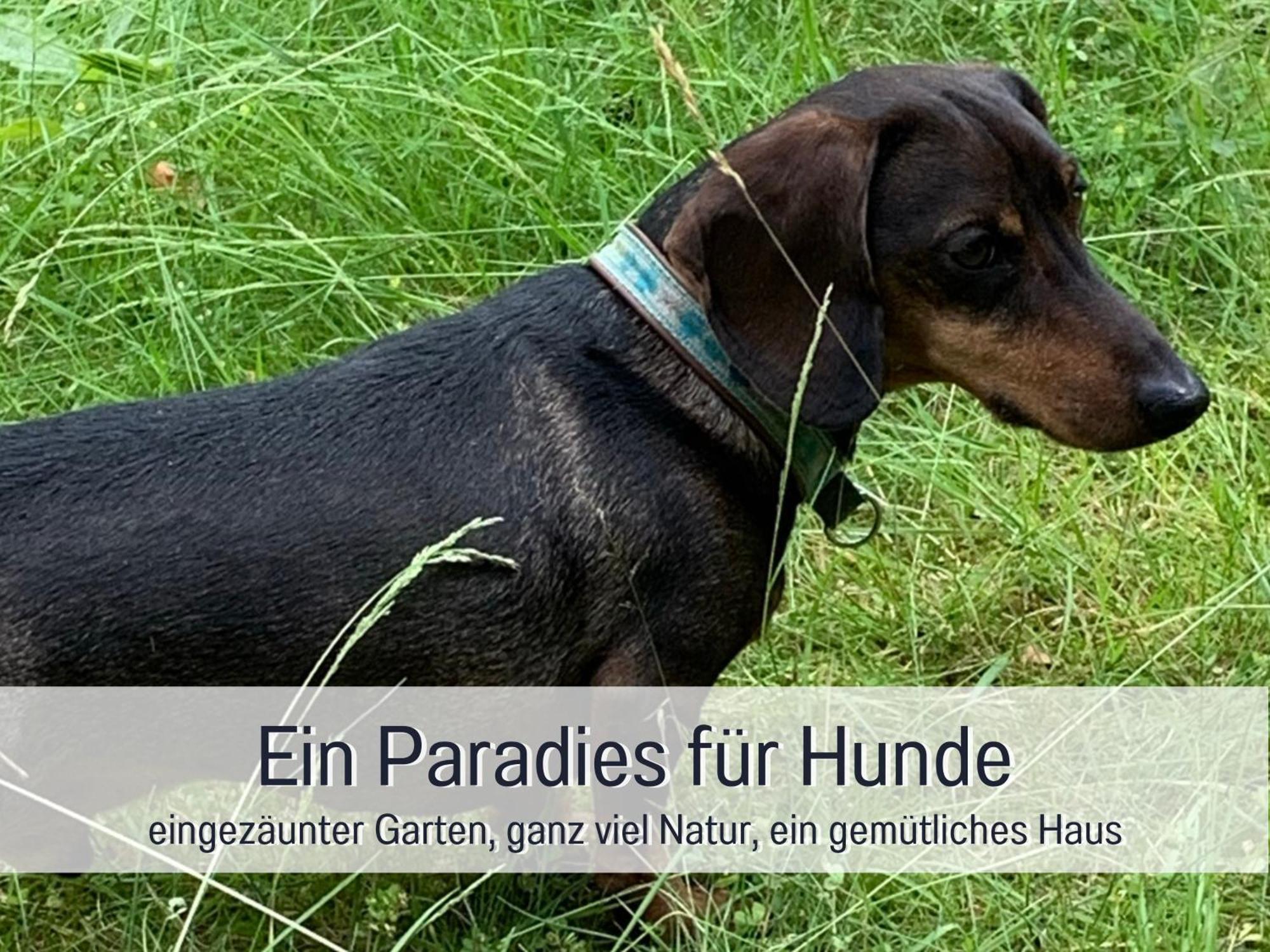 Ferienhaus Dackelglueck シュマレンベルク エクステリア 写真